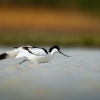 Tenkozobec opacny - Recurvirostra avosetta - Pied Avocet 0839-Edit-Edit